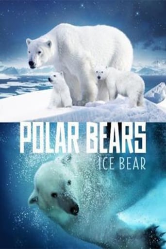 Ours polaires - Banquise en Péril
